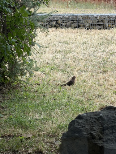 Eurasian Blackbird