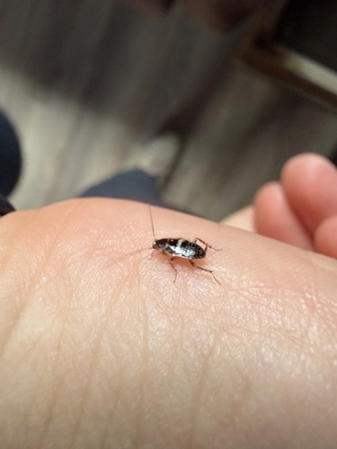 Variable Cockroach