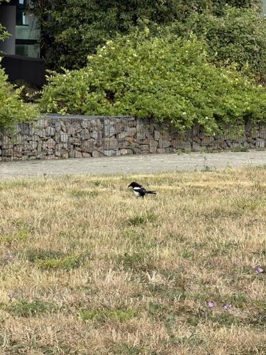 Eurasian Magpie