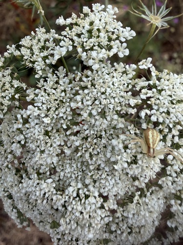 Runcinia grammica