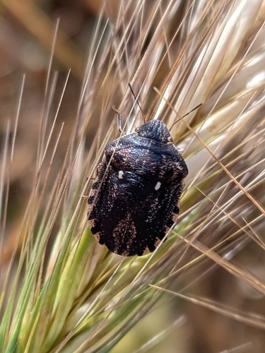 European Tortoise Bug