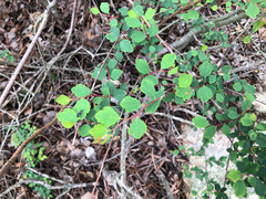 Spiraea blumei