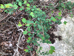 Spiraea blumei