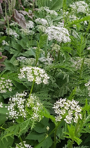 Goutweed