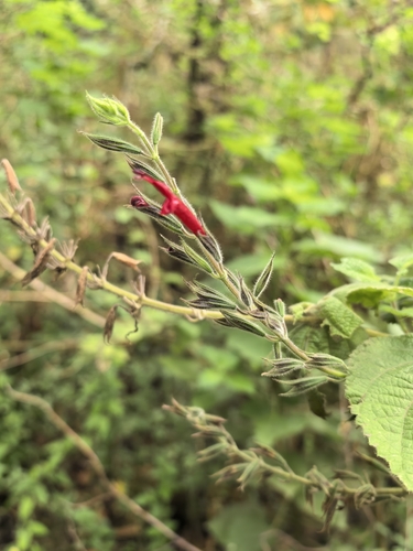 Salvia longistyla