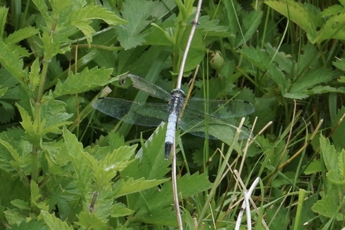 White-tailed Skimmer