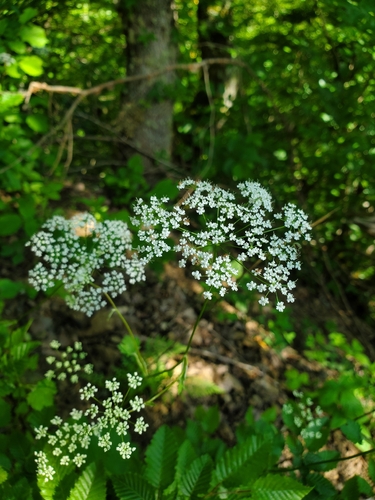 Pimpinella tripartita, photograph 3