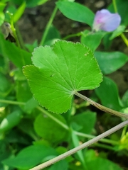 Pimpinella tripartita, photograph author not stated, no rights reserved