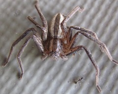 Pseudomicrommata longipes