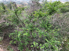Abelia chinensis