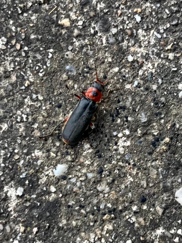 Rustic Sailor Beetle