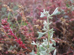 Atriplex pedunculata