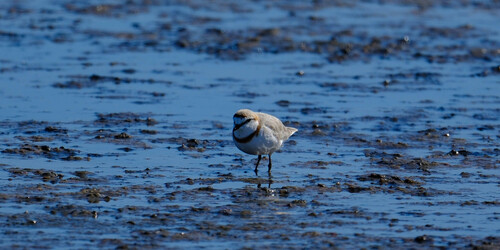 iNaturalist image