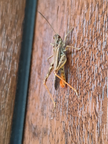 Common Field Grasshopper