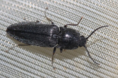 Cidnopus observed 2026-06-07