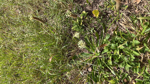 Plantago lanceolata observed 2026-06-09