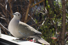 Streptopelia decaocto