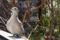 Streptopelia decaocto
