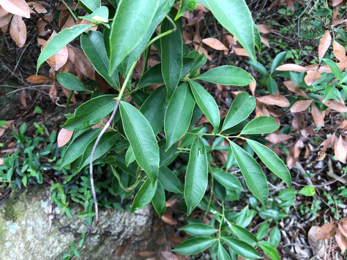 Celastrus hindsii (Celastrus hindsii)