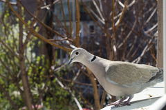 Streptopelia decaocto