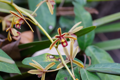 Cymbidium crassifolium
