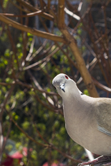 Streptopelia decaocto