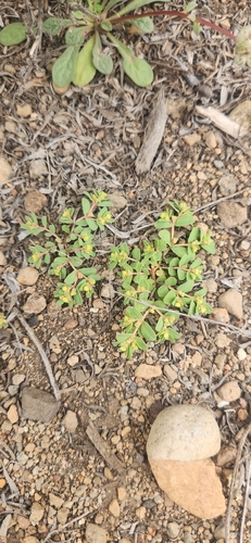 Thymeleaf Sandmat