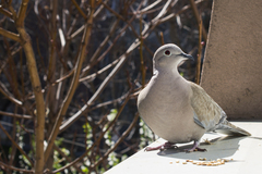 Streptopelia decaocto