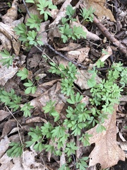 Corydalis solida