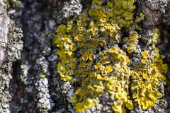 Xanthoria parietina