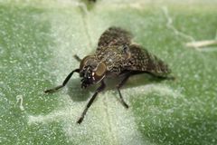 Platystoma seminationis