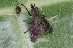 Platystoma seminationis