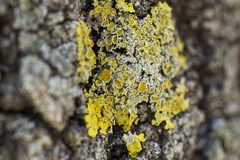 Xanthoria parietina