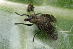 Platystoma seminationis