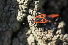 Pyrrhocoris apterus