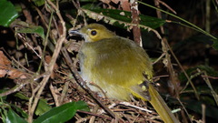 Nicator chloris