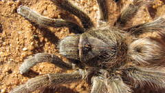 Eucratoscelus constrictus