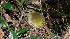 Nicator chloris