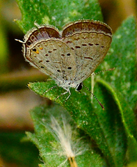 Cupido comyntas texana