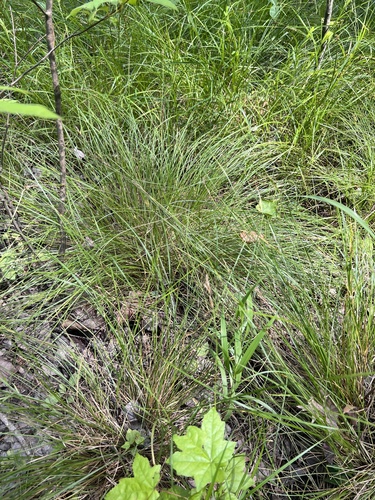 Carex bromoides, photograph 6