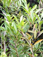 Citharexylum caudatum