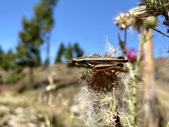 Dichroplus elongatus