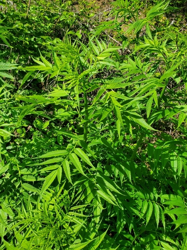 Datisca cannabina, photograph 1