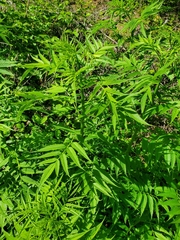 Datisca cannabina, photograph author not stated, no rights reserved
