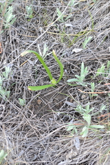 Colchicum bulbocodium versicolor