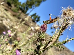 Dichroplus elongatus