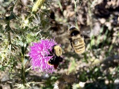 Bombus bellicosus