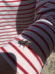 Dracotettix monstrosus