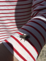 Dracotettix monstrosus