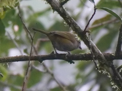 Chlorospingus semifuscus